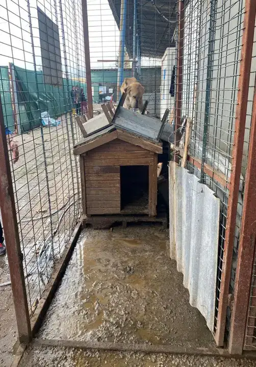 Finike Hayvan Barınağında Skandal Görüntülere Soruşturma 2